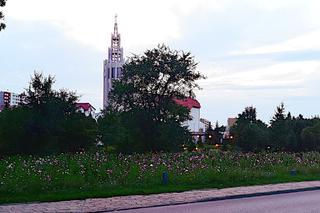 Zobacz sierpniowe łąki kwietne w Białymstoku [ZDJĘCIA]