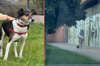 Kopał własnego psa na oczach przechodnia. Schronisko interweniuje 