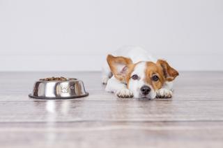 Karma dla psów to siedlisko bakterii opornych na antybiotyki