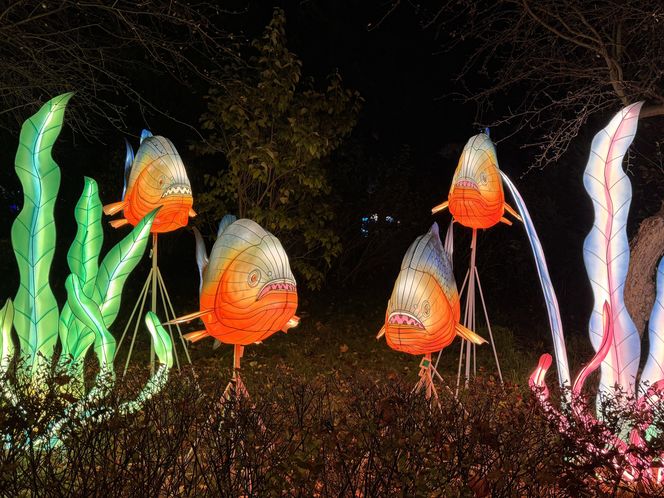 Garden of Lights we Wrocławiu