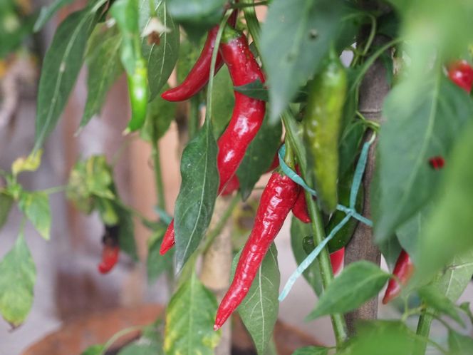 Papryka chilli