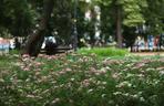 Rewitalizacja plantów w Kaliszu