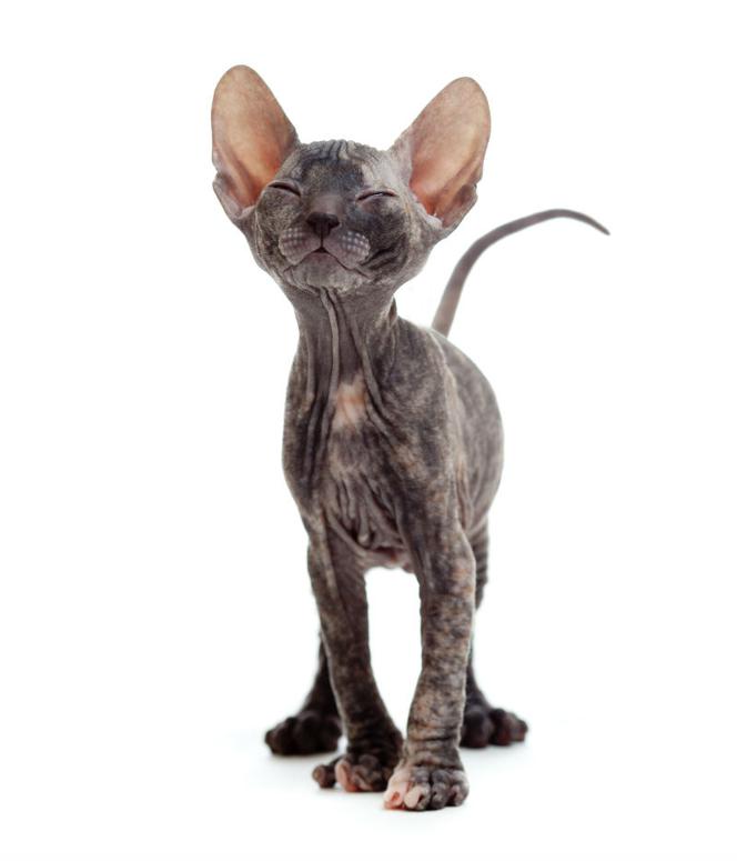 Światowy Dzień Kota