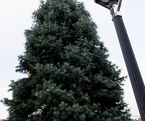 Świąteczne drzewko już stoi na konińskim Placu Wolności