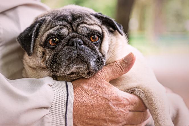 Podaruj wspólną jesień życia zwierzętom ze schroniska.  W Sosnowcu ruszyła kampania zachęcająca seniorów do adopcji starszych zwierząt