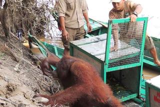 Horror orangutanicy! Była seks-więźniem w burdelu