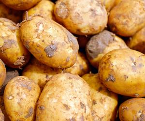 Polskie ziemniaki nielegalne w Anglii! Sprawdzamy dlaczego. Czy to absurd?