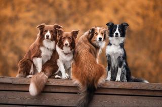 Najpiękniejsze rasy psów. Jak dobrze znasz je wszystkie?