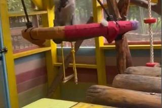  kapucynek Antos na wakacjach 