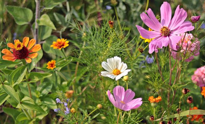 Elbląg w czołówce najbardziej ukwieconych miast? Głosuj na nasze miejskie łąki!