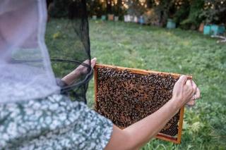 Dzień Otwarty w Sadzie i Pasiece w Farmie @J@busko w Pęczelicach