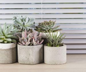 Odkryj sekrety uprawy sukulentów w doniczkach!