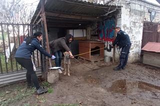 Pies został uratowany z lubelskiej posesji. Na leczenie uzbierano ponad 8 tys. zł