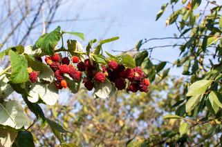Maliny owocujące jesienią [Porada eksperta]