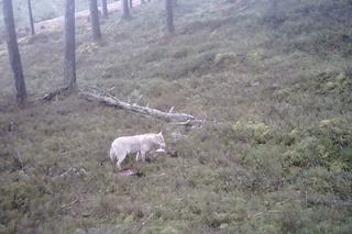 Biały wilk i jego ofiara uchwycone przez kamerę. Fascynujące nagranie z Pomorskiego [ZDJĘCIA]