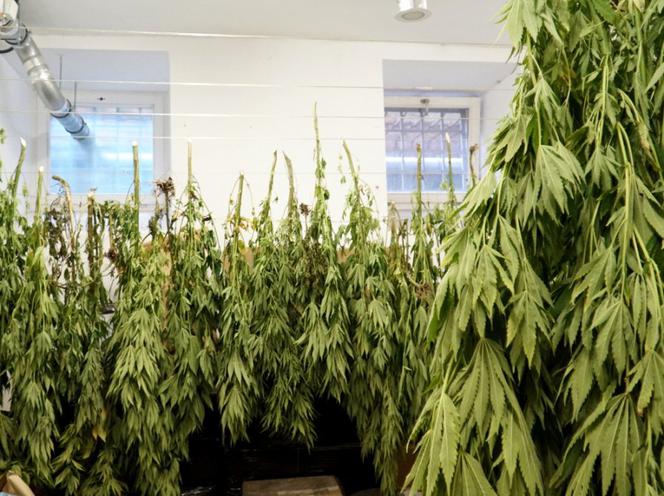 Przydomowa plantacja konopi zlikwidowana