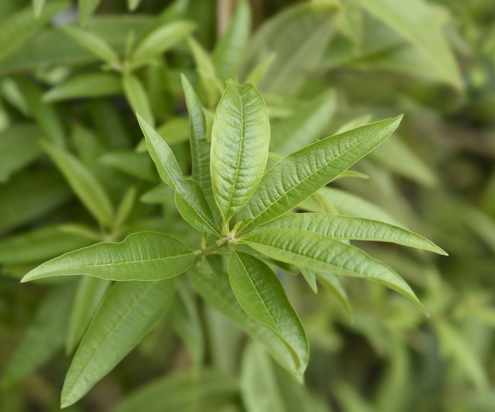 Werbena cytrynowa: sekrety uprawy i zastosowania