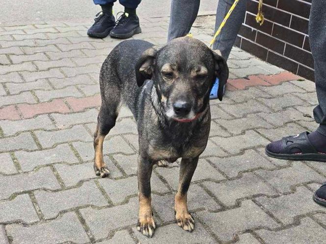 Przywiązał psa stalową linką do samochodu. 36-latek tłumaczył, że zwierzę niszczy mieszkanie