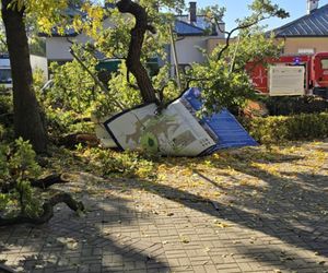 Dąb szypułkowy będący hrubieszowskim pomnikiem przyrody runął na ziemię