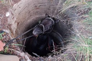 Koń wpadł do studni. Akcja ratunkowa trwała ponad 8 godzin