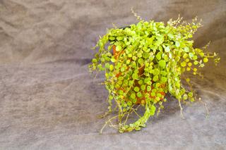 Peperomia prostrata