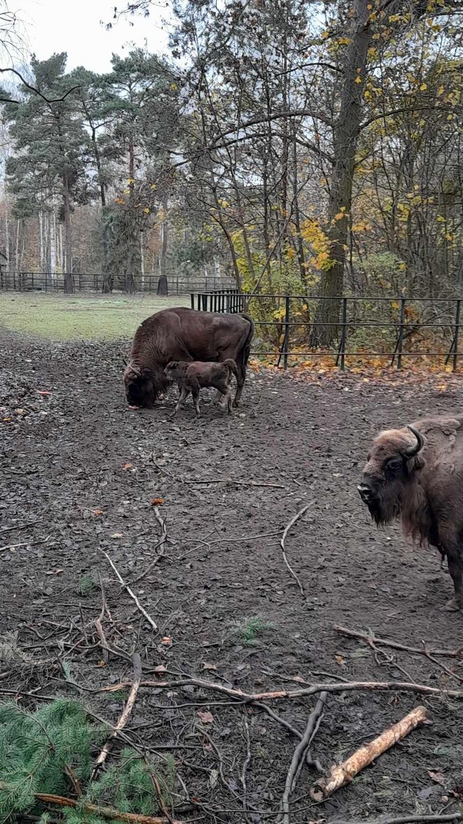 Młodą żubrzyczką w bydgoskim zoo opiekują się babcia i mama. "Ona jest od chmur zawracania!"