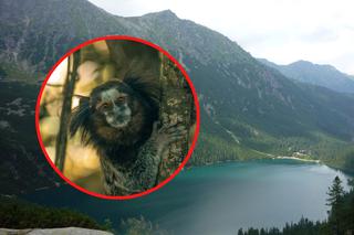 Tatry: Szli nad Morskie Oko z… małpą. Szokujące!