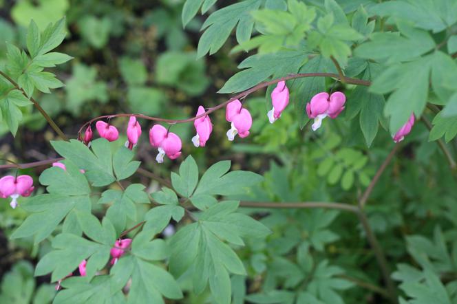 Serduszka okazałe - Lamprocapnos spectabilis = Dicentra spectabilis
