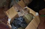 Prawie 40 kilogramów narkotyków i dwie duże plantacje. Dwaj zatrzymani w Starachowicach i gminie Brody