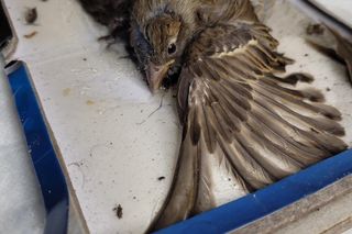 Pułapki, które zabijają zwierzęta. Ekostraż chce zakazu sprzedaży lepów