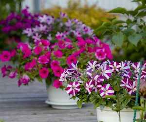 Petunia