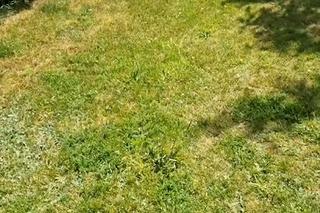 Ogród rodziców Marcina Mroczka (Piotrek w M jak miłość) 