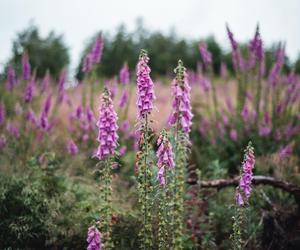 Naparstnica purpurowa