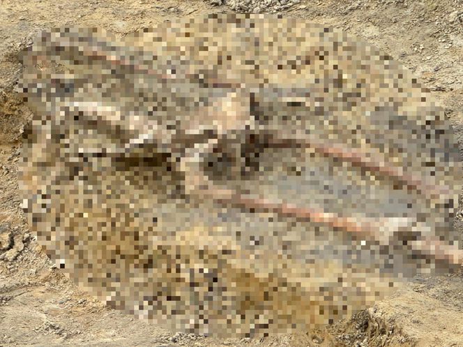 Na budowie trasy tramwajowej wykopali ludzki szkielet. Czyje szczątki odnaleziono?