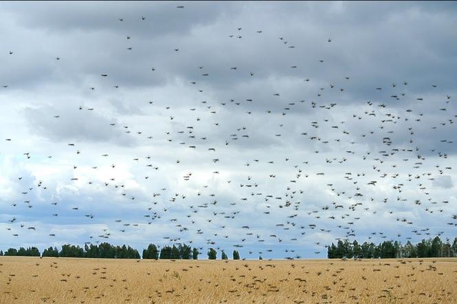 Inwazja much na Półwyspie Helskim. Są wszędzie i wpadają do ust