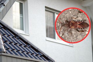 Cuchnący wtyk amerykański pcha się do domów. Jesienią przeprowadzają szturm! 