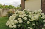 Hortensja krzewiasta 'Anabelle'