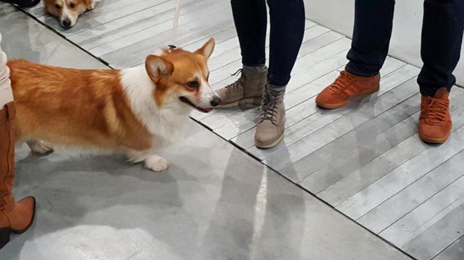 Tysiące psów i odwiedzających. II Międzynarodowa wystawa Psów Rasowych odbyła się w Bydgoszczy