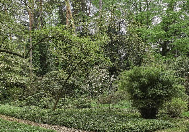 arboretum