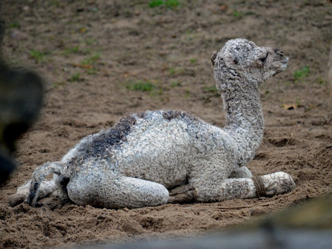 Wielbłądziatko przyszło na świat we wrocławskim zoo