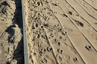 Mieszkańcy wyprowadzają psy na stadionie rugby w Olsztynie. „Nas...e, dziury wykopane”