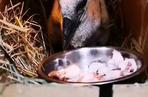 Bocianki jedzą 12 razy dziennie. Zobacz zdjęcia z Ośrodka Zwierząt Chronionych w Przemyślu
