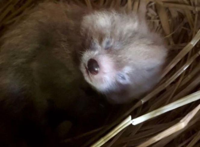 Wielka radość z pandy małej. W Orientarium Zoo Łódź na świat przyszedł trzeci potomek Ofelii i Otella