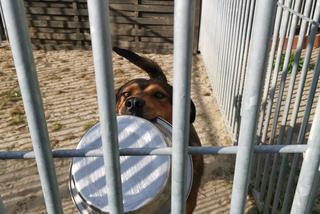 Jak przekazać 1 proc. podatku ? Towarzystwo Opieki nad Zwierzętami prosi o pomoc