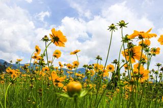 Nachyłek wielkokwiatowy