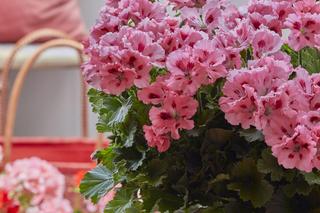 Pelargonia angielska