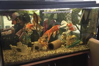 Pizzeria Mario znajduje się na ul. Magnuszewskiej 