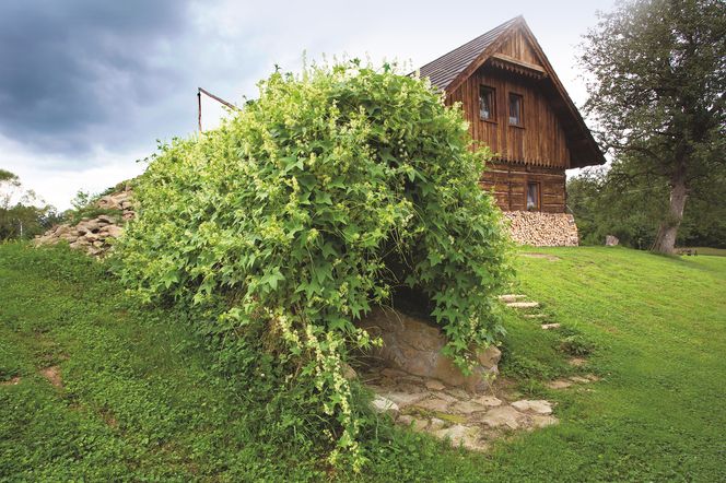 Ziemianka betonowa wkopana w skarpę