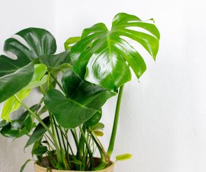 Monstera deliciosa