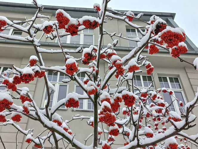 Leszno wygląda bajkowo! Na walentynki sypnęło śniegiem